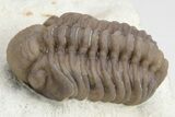Two Nice Paciphacops Trilobites (One Enrolled & One Prone) #226583-3